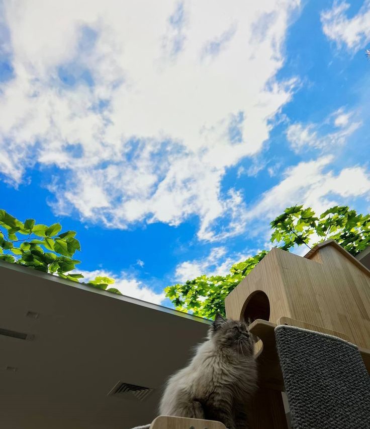 سقف کاذب کشسان